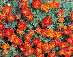 Image result for Tagetes patula