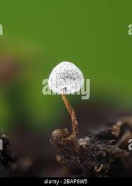 Attēlu rezultāti vaicājumam “Didymium nigripes macro”