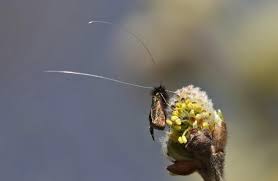 Attēlu rezultāti vaicājumam “Adela cuprella”