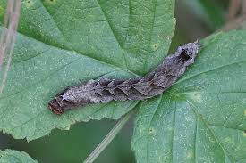 Attēlu rezultāti vaicājumam “Thyatira batis imago”