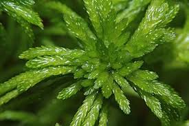 Attēlu rezultāti vaicājumam “Sphagnum girgensohnii”