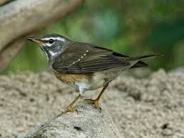 Image result for Turdus obscurus