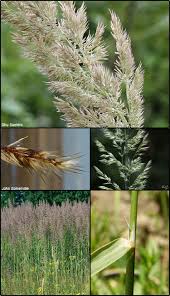 Attēlu rezultāti vaicājumam “Calamagrostis epigeios”