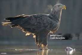 Attēlu rezultāti vaicājumam “Haliaeetus albicilla adult”