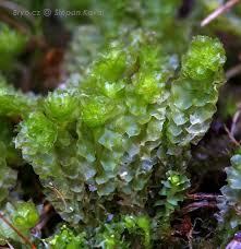 Attēlu rezultāti vaicājumam “Barbilophozia lycopodioides”