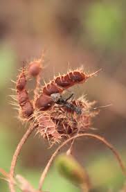 Attēlu rezultāti vaicājumam “Alydus calcaratus imago”