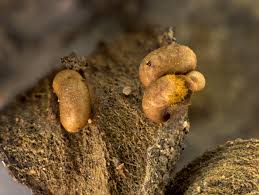 Attēlu rezultāti vaicājumam “Trichia contorta”