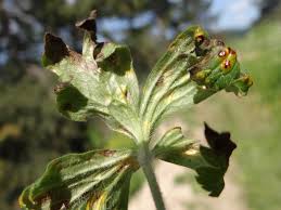 Attēlu rezultāti vaicājumam “Urocystis anemones”