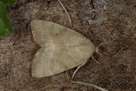 Attēlu rezultāti vaicājumam “Cosmia trapezina”