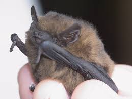 Attēlu rezultāti vaicājumam “Pipistrellus pygmaeus”
