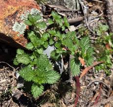 Attēlu rezultāti vaicājumam “Urtica urens leaf”