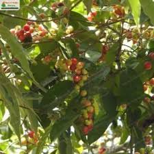 Attēlu rezultāti vaicājumam “Libanotis montana fruit”