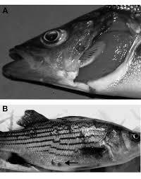 Image result for Morone chrysops