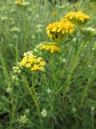 Attēlu rezultāti vaicājumam “Erysimum hieracifolium leaf”