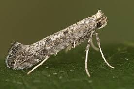 Attēlu rezultāti vaicājumam “Parornix anglicella”