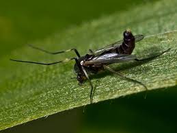 Attēlu rezultāti vaicājumam “Cricotopus male”