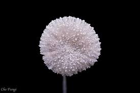 Attēlu rezultāti vaicājumam “Hemitrichia calyculata stalked”