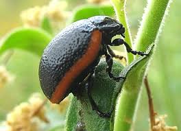 Attēlu rezultāti vaicājumam “Chrysolina sanguinolenta”