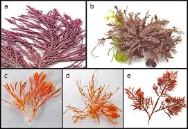 Attēlu rezultāti vaicājumam “Rhodophyta”
