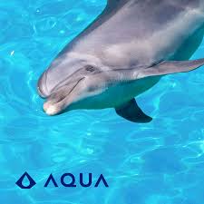 Image result for Dolphin Sub Aqua