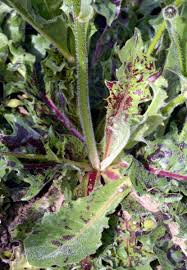 Attēlu rezultāti vaicājumam “Hypochaeris maculata leaf”