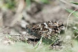 Attēlu rezultāti vaicājumam “Hipparchia semele”