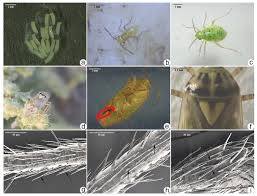 Attēlu rezultāti vaicājumam “Lygus pratensis nymph”