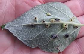 Attēlu rezultāti vaicājumam “Harmandia”