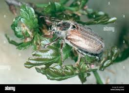 Attēlu rezultāti vaicājumam “Melolontha hippocastani imago”