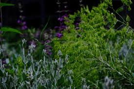 Image result for Isatis tinctoria