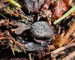 Attēlu rezultāti vaicājumam “Lycogala alisaulianovae”