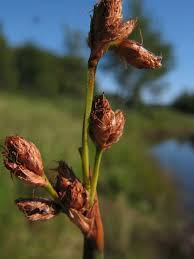 Attēlu rezultāti vaicājumam “Schoenoplectus lacustris subsp. glaucus fruit”