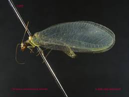 Attēlu rezultāti vaicājumam “Chrysopa”