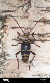 Attēlu rezultāti vaicājumam “Plagionotus detritus”