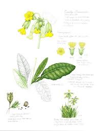 Attēlu rezultāti vaicājumam “Primula veris leaf”