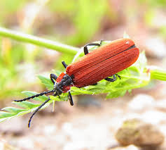 Attēlu rezultāti vaicājumam “Lygistopterus sanguineus larva”