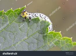 Attēlu rezultāti vaicājumam “Nematus ribesii larva”