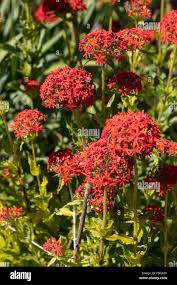 Image result for Lychnis chalcedonica `Dusky Salmon`