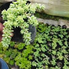 Attēlu rezultāti vaicājumam “Sedum pallidum”