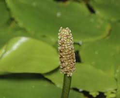 Attēlu rezultāti vaicājumam “Potamogeton trichoides”