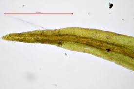 Attēlu rezultāti vaicājumam “Didymodon fallax var. brevifolius”