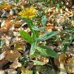 Attēlu rezultāti vaicājumam “Inula britannica”