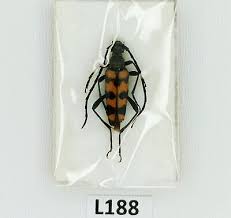 Attēlu rezultāti vaicājumam “Leptura quadrifasciata”