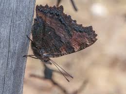 Attēlu rezultāti vaicājumam “Nymphalis polychloros upperside”