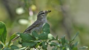 Attēlu rezultāti vaicājumam “Phylloscopus trochiloides adult”