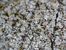 Attēlu rezultāti vaicājumam “Chaenotheca phaeocephala”