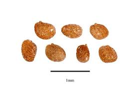 Attēlu rezultāti vaicājumam “Nicotiana tabacum fruit”