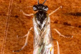 Attēlu rezultāti vaicājumam “Pontania proxima”