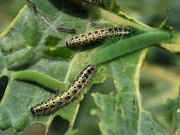 Attēlu rezultāti vaicājumam “Pieris rapae larva”