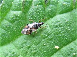 Attēlu rezultāti vaicājumam “Anthocoris nemorum”